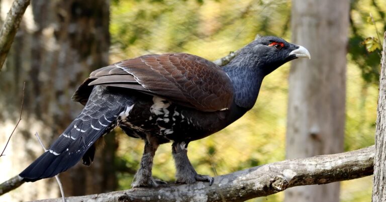 A Bird Perched on Tree Branch