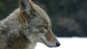 Coyote_portrait