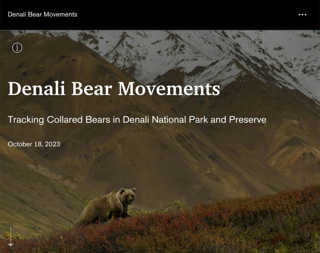 Denali Bear Movements graphic