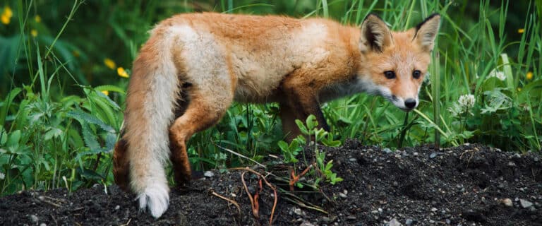 Fox on the dirt
