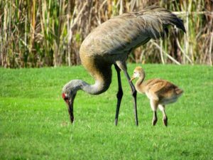 Sandhill_Crane_with_Chick