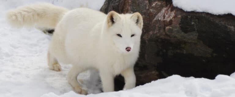 Arctic fox in the snow