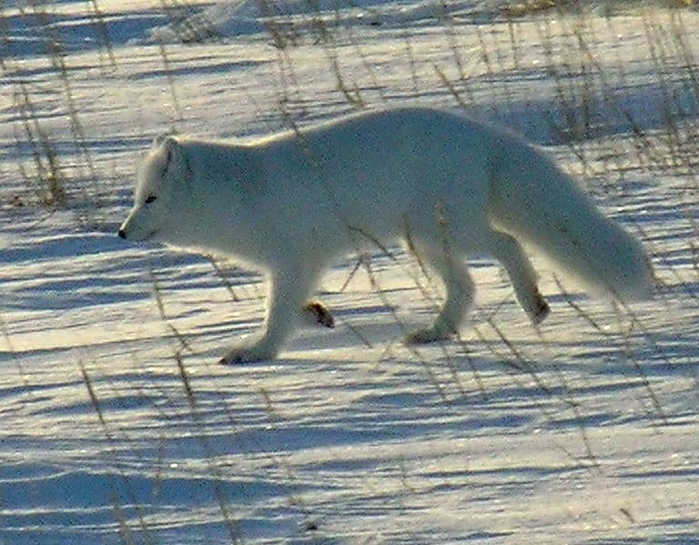 Fox in the Snow - Animals Paint By Number - Paint by numbers for adult