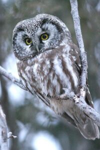 boreal_owl