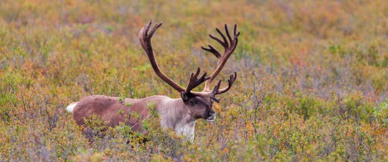 Large caribou