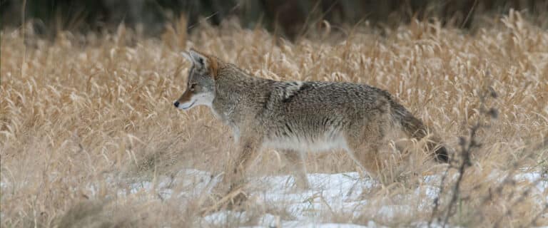 Coyote in the snowy grass