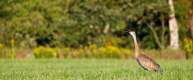 Crane in the grass