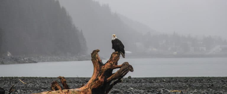 Bald Eagle sitting on drift wood