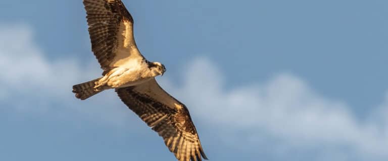 Falcon soaring in the sky