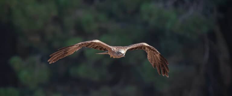 Golden eagle flying