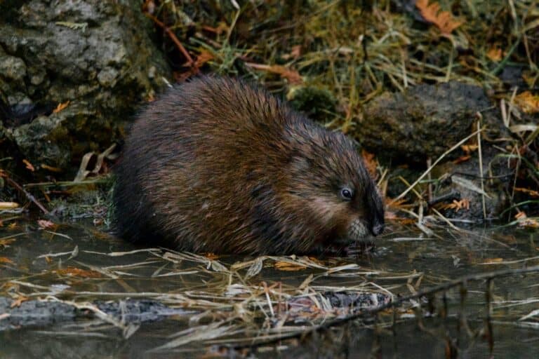 a beaver in the water looking for food
