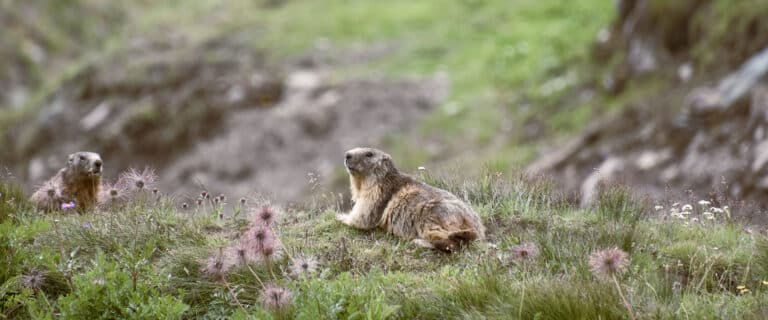 Marmot laying on a mountain