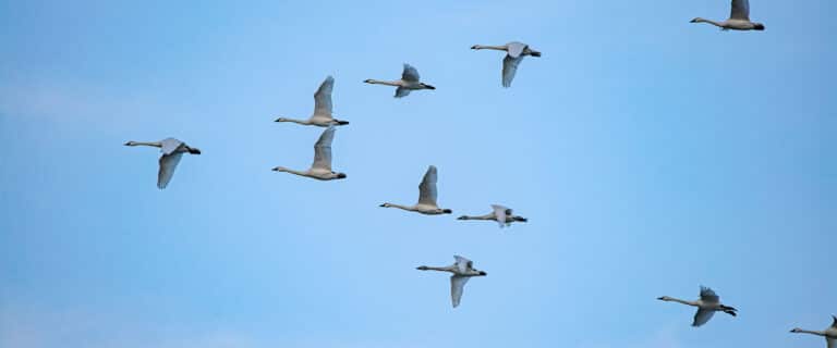 Geese migrating