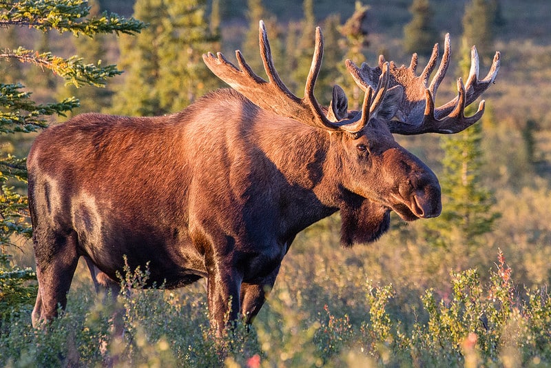 Moose In Winter