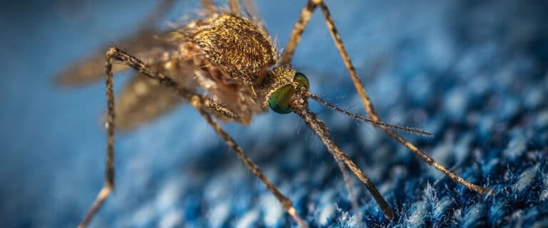 Mosquito on clothing