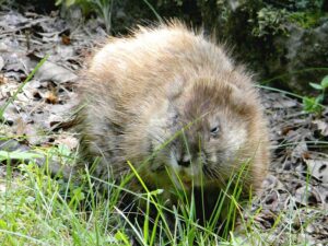 muskrat_2