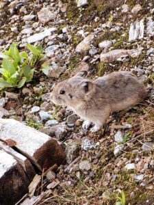 pika