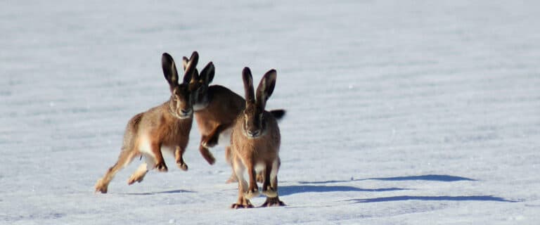 Three snow hares in the snow