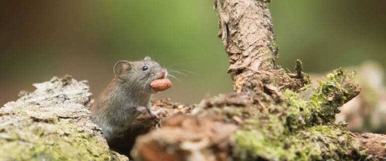 Tundra mouse with a nut in its mouth